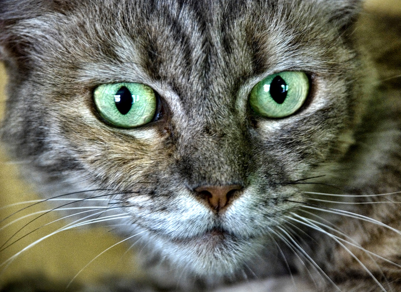 22MW_Animals_01