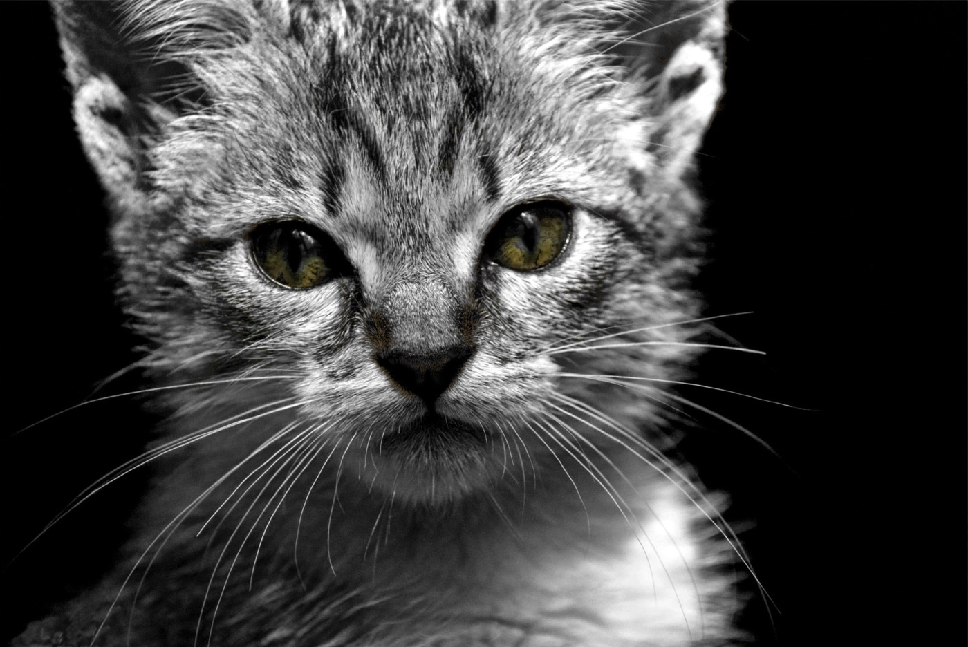 22MW_Animals_03