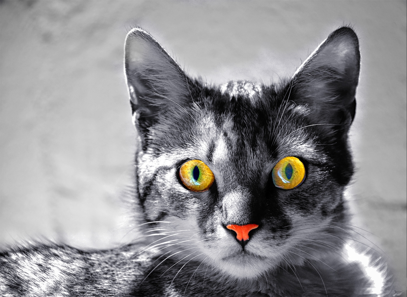 22MW_Animals_04