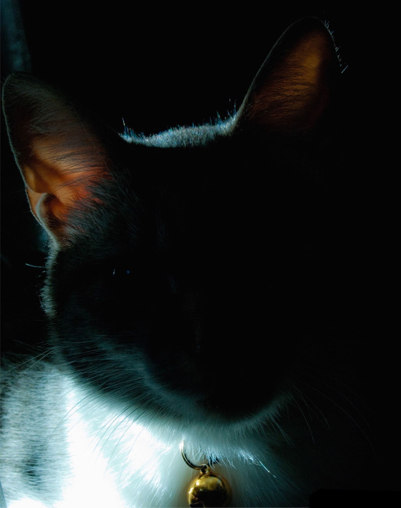 22MW_Animals_05