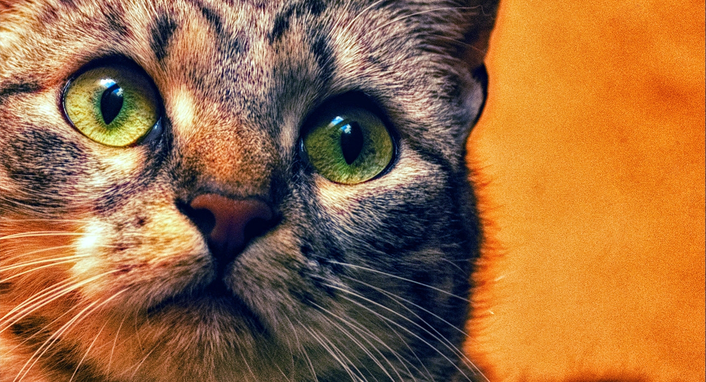 22MW_Animals_07