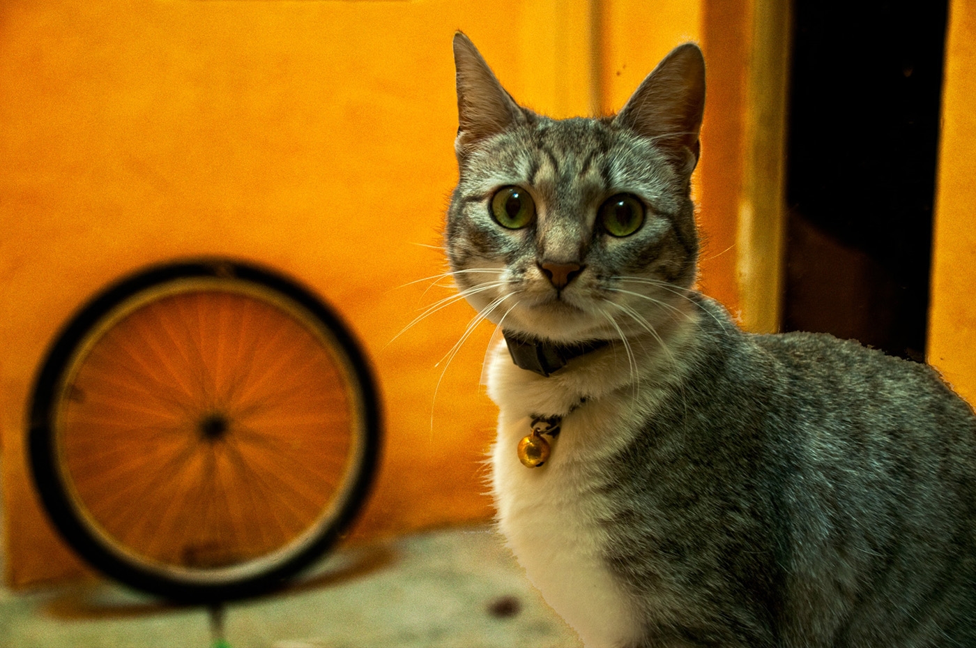22MW_Animals_08