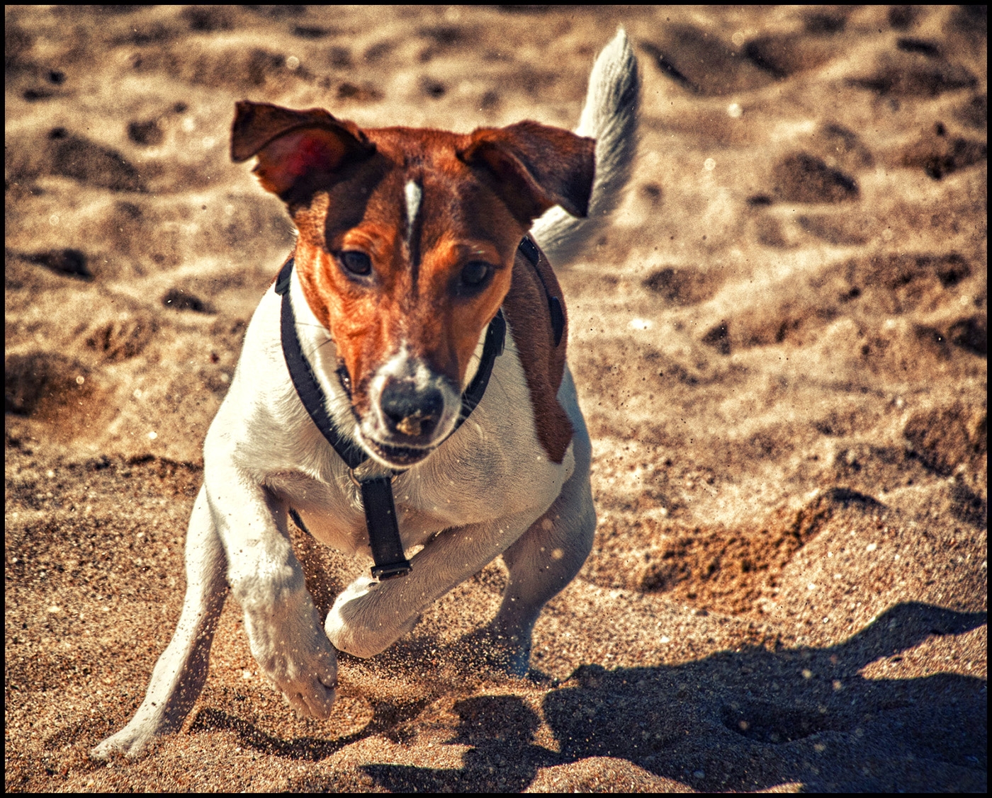 22MW_Animals_09