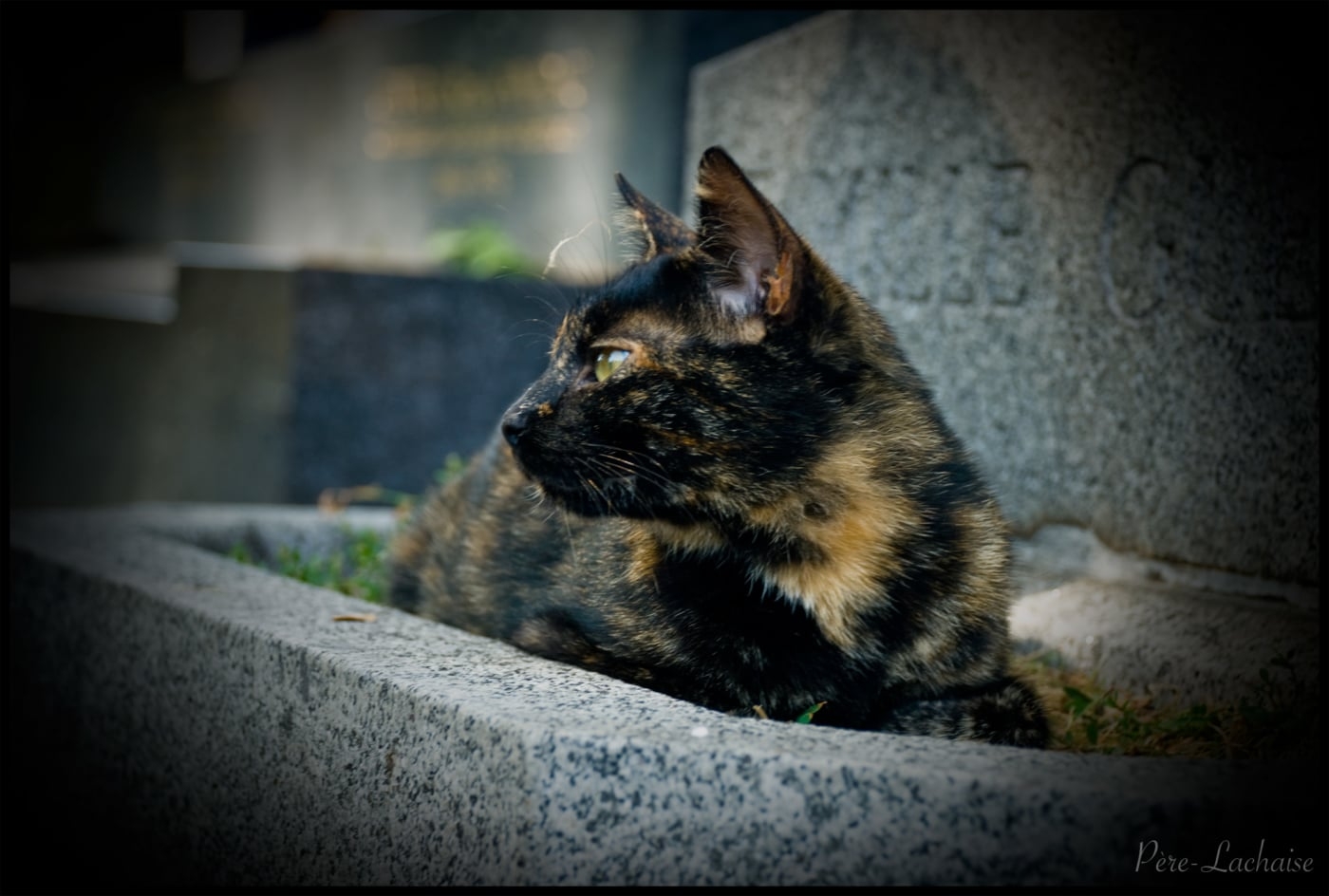 22MW_Animals_13